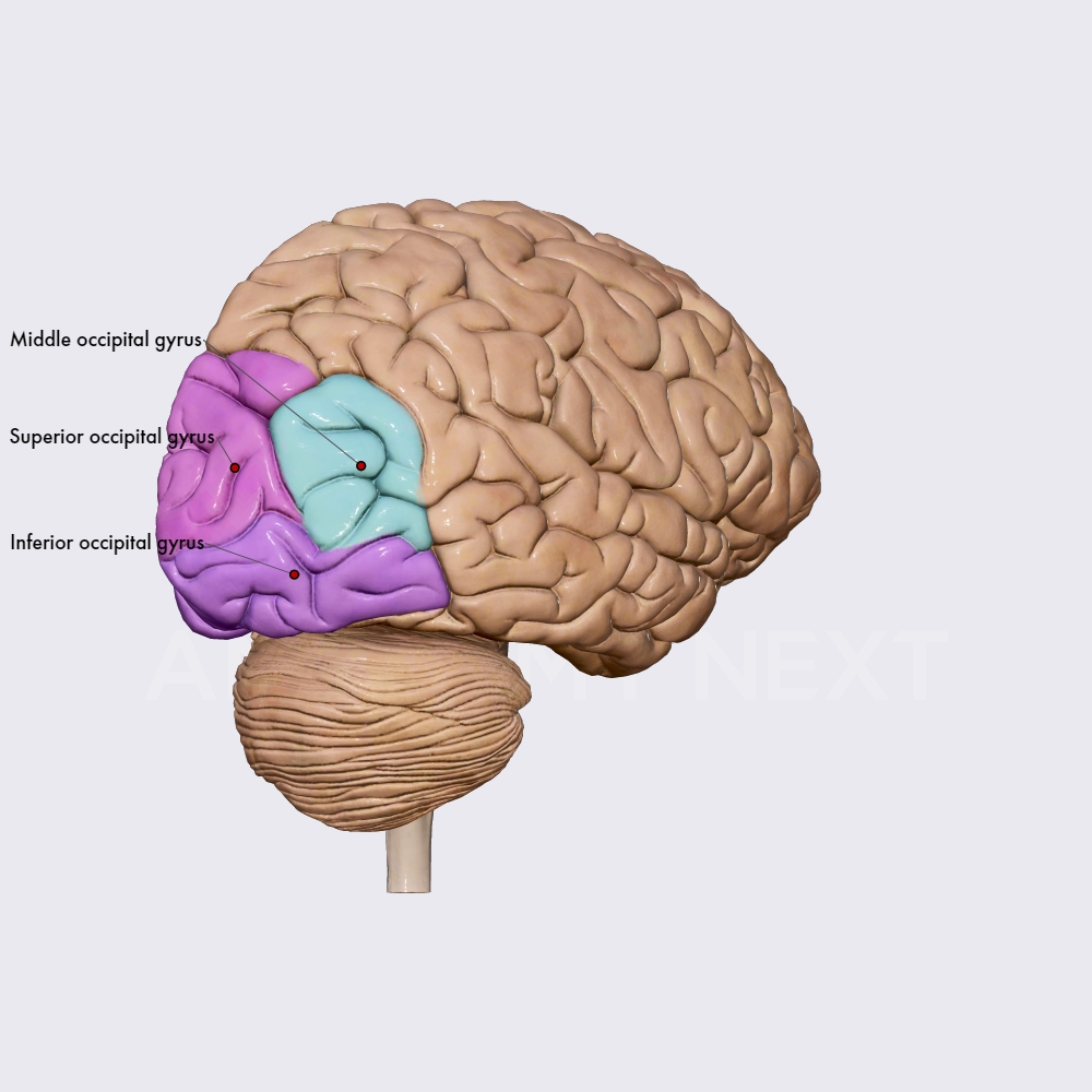 Occipital Lobe Sulci And Gyri Brain Head And Neck Anatomy App